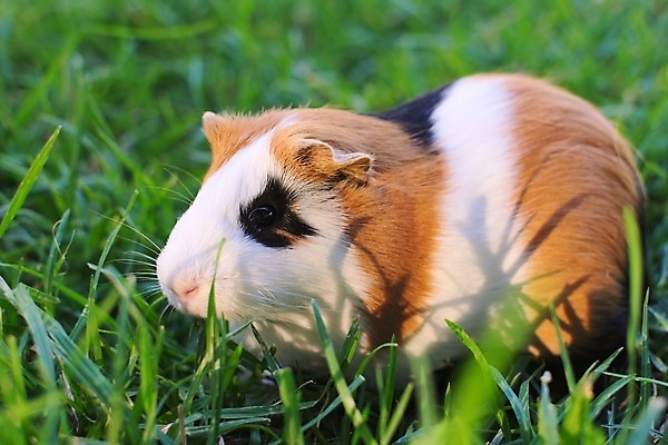 포토 JPG 해외이미지 동물 포유류 초식동물 털 건강 사람없음 야외 초록색 반려동물 가축 소 닫기 설치류 작음 방목 모피 먹기 보케 솜털 동물상 이국적 해외포토 컬러 모션 조형물 축산업 크기 파일형식 이미지허브