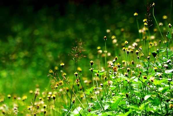 포토 JPG 해외이미지 식물 꽃 백그라운드 꽃무늬 패턴 밭 모션 자연 벽지 불꽃 풍경 잔디 사람없음 초록색 여름 빛 햇빛 농장 노란색 환경 정원 맑음 봄 벚꽃 광선 시골 신선 개화 닫기 클로버 정상 보케 내추럴 블러 많음 효과 해외포토 계절 컬러 컨셉 무늬 농업 불 날씨 태양 생태계 파일형식 이미지허브