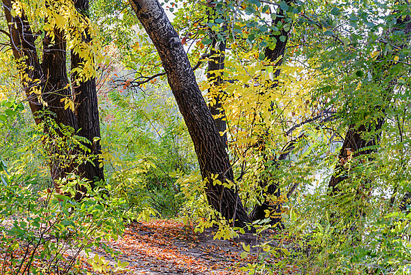 포토 JPG 해외이미지 나무 계절 공원 길 백그라운드 단풍 잎 자국 자연 풍경 사람없음 야외 목재 초록색 빛 햇빛 태양 환경 맑음 가을 숲 오솔길 내추럴 미루나무 해외포토 자연요소 식물 공공시설 컬러 재료 날씨 생태계 파일형식 이미지허브
