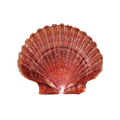 포토 JPG 해외이미지 영어 산업 바다 패턴 가방 비즈니스 낚시 조개 항해 갑각류 어류 어업 사람없음 환경 금속 항구 장비 프랑스 껍질 그물 보트 해산물 묘사 낚시꾼 가리비 포트 어장 대서양 공평 깊이 노르망디 채널 청어 해외포토 동물 문자 잡화 유럽 무늬 배_교통 교통시설 재질 레저 어패류 수중동물 파일형식 이미지허브