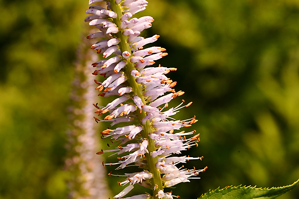 포토 JPG 해외이미지 식물 꽃잎 줄기 잎 자연 사람없음 종 백합 양귀비 칼라꽃 그리너리 해외포토 꽃 생태계 파일형식 트랜드컬러 이미지허브
