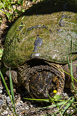 포토 JPG 해외이미지 동물 호수 야생동물 백그라운드 파충류 자연 양서류 사람없음 야외 물 반려동물 노란색 머리 환경 봄 껍질 연못 거북이 습지 내추럴 동물상 해외포토 자연요소 계절 컬러 신체부위 조형물 생태계 파일형식 이미지허브