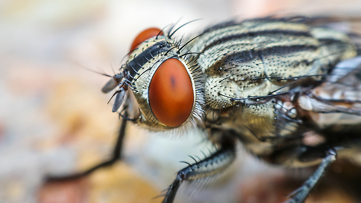 포토 JPG 해외이미지 동물 얼굴 곤충 백그라운드 컨셉 잎 패턴 자연 주택 사랑 사람없음 야외 그래픽 빨간색 초록색 물 컬러풀 노란색 정원 검은색 봄 흰색 나뭇가지 닫기 벌레 작음 묘사 날카로움 내추럴 고립 떠남 해외포토 자연요소 나무 식물 계절 감정 컬러 무늬 모션 건물 신체부위 크기 생태계 파일형식 이미지허브