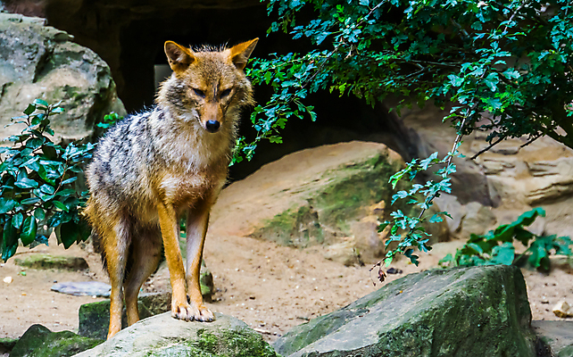포토 JPG 해외이미지 동물 유럽 아시아 얼굴 야생동물 포유류 동물원 종류 동양인 사람없음 반려동물 갈색 머리 계곡 회색 황금 개 숲 코 육식동물 육식 주둥이 늑대 인기 해외포토 나라 컬러 인종 신체부위 파일형식 이미지허브