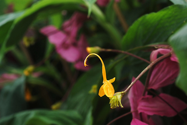 포토 JPG 해외이미지 모양 식물 계절 꽃잎 꽃 아시아 분홍색 백그라운드 잎 꽃무늬 태국 자연 풍경 사람없음 야외 초록색 파란색 빛 컬러풀 노란색 정원 활발 성장 벚꽃 개화 닫기 묘사 꽃가루 생강 내추럴 이국적 해외포토 나라 컬러 컨셉 무늬 채소 모션 가루 생태계 파일형식 이미지허브