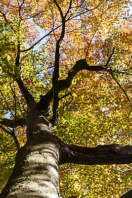 포토 JPG 해외이미지 나무 식물 계절 공원 단풍 잎 오렌지 자연 하늘 아침 미술 풍경 사람없음 야외 목재 가로 빨간색 초록색 파란색 빛 컬러풀 햇빛 태양 갈색 노란색 환경 맑음 일몰 활발 가을 시골 신선 황금 저녁 숲 내추럴 옛날 해외포토 주간 자연요소 공공시설 컬러 컨셉 과일 재료 날씨 문화예술 노을 야간 생태계 파일형식 이미지허브