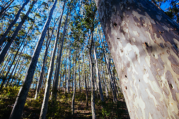 포토 JPG 해외이미지 나무 식물 길 호수 자국 휴식 풍경 사람없음 물 산책 하이킹 시골 호주 숲 해외포토 자연요소 컨셉 레저 오세아니아 파일형식 이미지허브