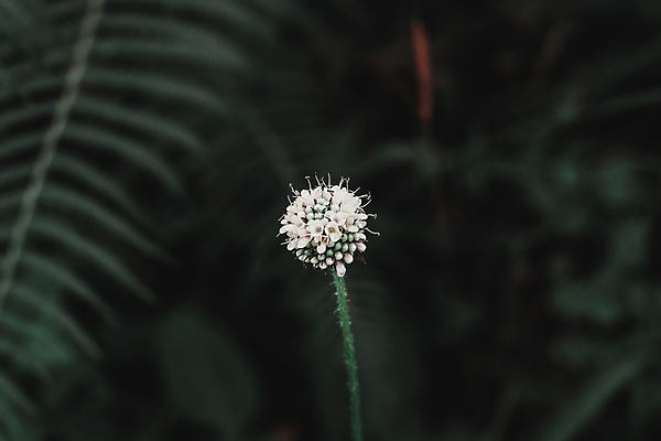 포토 JPG 해외이미지 식물 계절 꽃 여행 백그라운드 잎 태국 자연 아침 추상 휴가 산 풍경 사람없음 야외 초록색 여름 햇빛 태양 노란색 정원 검은색 봄 성장 벚꽃 흰색 신선 숲 내추럴 해외포토 주간 자연요소 아시아 컬러 무늬 생태계 파일형식 이미지허브