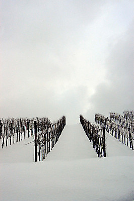 포토 JPG 해외이미지 식물 계절 음식 겨울 다이어트 과일 포도 날씨 건강 종류 사람없음 와인 얼음 다양 추위 신선 오스트리아 서리 포도밭 포도나무 눈내림 해외포토 자연요소 유럽 다수 밭 주류 눈_날씨 과일나무 파일형식 이미지허브