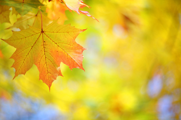 포토 JPG 해외이미지 나무 계절 백그라운드 단풍 잎 오렌지 텍스트 자연 하늘 사람없음 빨간색 파란색 빛 컬러풀 노란색 환경 맑음 가을 나뭇가지 황금 소프트포커스 숲 10월 블러 카피스페이스 해외포토 식물 컬러 과일 날씨 촬영기법 공백 날짜 생태계 파일형식 이미지허브
