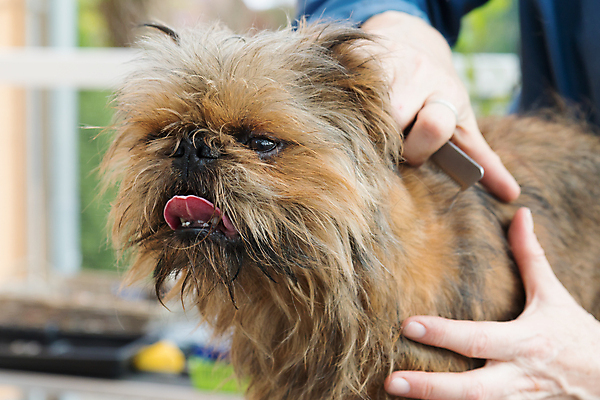 포토 JPG 해외이미지 손 실내 들기 아웃포커스 신체부위 반려동물 개 돌봄 애견미용 애견미용사 애견빗 해외포토 동물 포유류 모션 촬영기법 사람 내부 뷰티 미용사 애견용품 파일형식 이미지허브