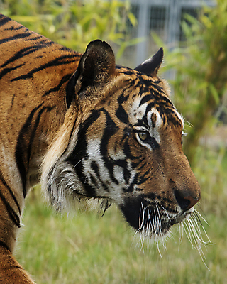 포토 JPG 해외이미지 동물 아시아 얼굴 야생동물 줄기 백그라운드 오렌지 포유류 자연 수염 털 사람없음 초록색 노란색 머리 걷기 검은색 고양이 중국 힘 줄무늬 흰색 표현 호랑이 위험 큼 무서움 피부 코 귀 육식동물 사냥꾼 멸종 표범 말레이시아 단아함 해외포토 식물 직업 감정 나라 컬러 컨셉 무늬 과일 모션 신체부위 반려동물 크기 생태계 파일형식 이미지허브