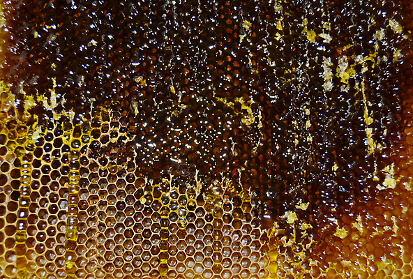 포토 JPG 해외이미지 음식 곤충 세포 건강 사탕 사람없음 약 노란색 흐름 머리빗 액체 황금 달콤 맛 떨어짐 꿀벌 날것 꽃가루 부드러움 육각형 꿀 고무 벌집 내추럴 밀랍 양봉 양봉장 어려움 왁스 폴리곤 정확 해외포토 도형 동물 컬러 컨셉 의학 디저트 미용용품 감각 벌_곤충 가루 파일형식 이미지허브