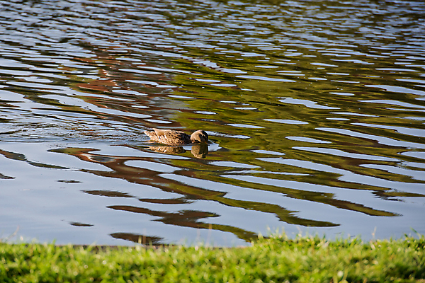 포토 JPG 해외이미지 동물 공원 호수 야생동물 백그라운드 날개 자연 조류 오리 사람없음 야외 초록색 물 머리 평화 수영 침묵 연못 깃털 내추럴 동물상 생태학 해외포토 자연요소 공공시설 교육 컬러 컨셉 신체부위 조형물 소리 수상스포츠 생태계 파일형식 이미지허브