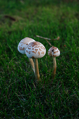 포토 JPG 해외이미지 주간 자연 근접촬영 잔디 사람없음 야외 버섯 숲속 해외포토 자연요소 식물 뷰포인트 숲 생태계 파일형식 이미지허브