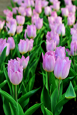 포토 JPG 해외이미지 식물 계절 공원 꽃잎 꽃 꽃다발 결혼 백그라운드 잎 꽃무늬 밭 자연 부활절 발렌타인데이 사랑 사람없음 야외 장식 빨간색 초록색 컬러풀 정원 봄 활발 튤립 성장 벚꽃 하트 축하 신선 닫기 꽃집 네덜란드 장면 내추럴 암스테르담 강렬 해외포토 모양 공공시설 기념일 감정 유럽 컬러 컨셉 무늬 농업 모션 데이이벤트 이벤트 상점 생태계 파일형식 이미지허브