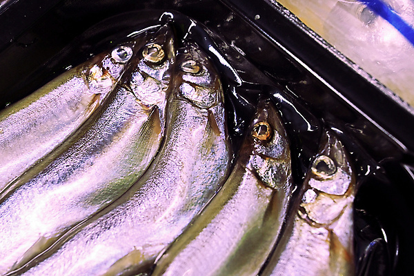 포토 JPG 해외이미지 음식 잎 재료 포장 어류 요리 사람없음 세일 상점 계란 일본 냉동 얼음 추위 신선 시장 맛 버드나무 해산물 패키지 슈퍼마켓 냉동고 매각 진공 해외포토 자연요소 나무 식물 아시아 컨셉 알 수중동물 파일형식 이미지허브