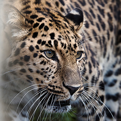 포토 JPG 해외이미지 주간 한마리 응시 야생동물 아프리카 자연 근접촬영 사람없음 야외 맹수 표범 해외포토 자연요소 동물 1 시선 나라 뷰포인트 포유류 생태계 파일형식 이미지허브