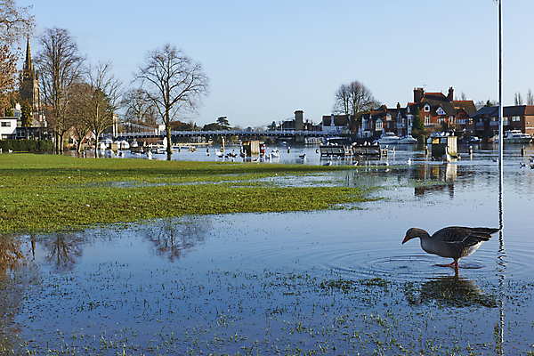 포토 JPG 해외이미지 겨울 조류 날씨 영국 잉글랜드 오리 풍경 사람없음 물 강 환경 보트 강가 홍수 백조 거위 지구온난화 타운 재앙 템스강 해외포토 자연요소 동물 계절 유럽 배_교통 도시 자연재해 기후변화 파일형식 이미지허브