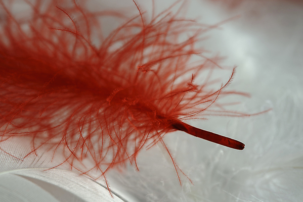 포토 JPG 해외이미지 디자인 백그라운드 패턴 자연 미술 사람없음 가로 빨간색 물 빛 흰색 우아함 매끈함 순수 깃털 묘사 오브젝트 질감 부드러움 취급주의 해외포토 자연요소 컬러 컨셉 무늬 문화예술 경고 감각 생태계 파일형식 이미지허브