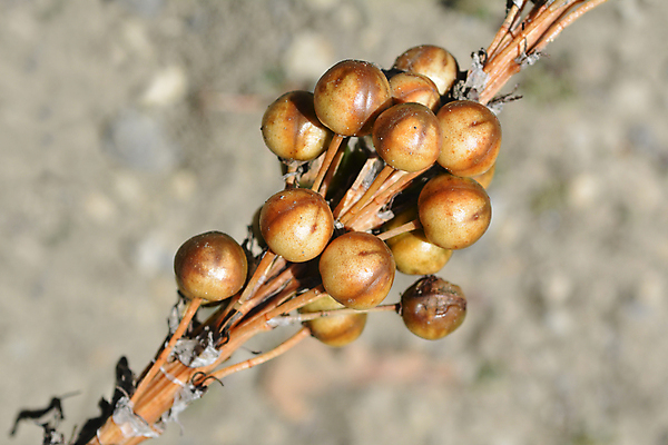 포토 JPG 해외이미지 식물 잎 자연 건조 사람없음 야외 갈색 정원 닫기 해외포토 컬러 모션 생태계 파일형식 이미지허브