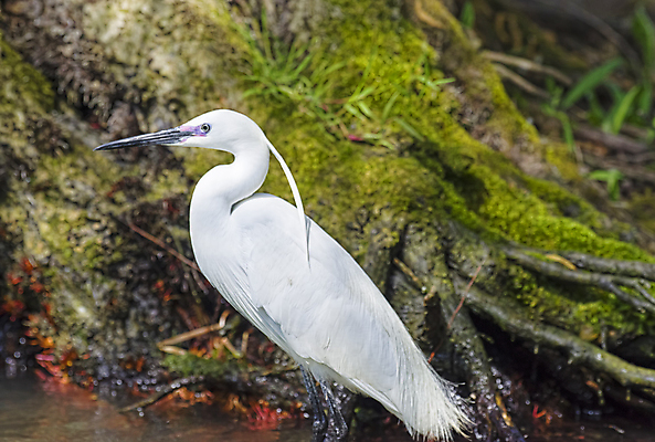 포토 JPG 해외이미지 동물 호수 야생동물 날개 자연 조류 아침 낚시 개구리 어류 사람없음 야외 물 환경 흰색 연못 우아함 보호 큼 깃털 부리 목 물새 내추럴 다뉴브강 동물상 수유 해외포토 주간 자연요소 컬러 컨셉 레저 양서류 신체부위 조형물 수중동물 크기 생태계 파일형식 이미지허브