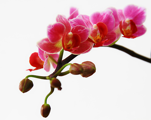 포토 JPG 해외이미지 식물 디자인 꽃잎 꽃 줄기 분홍색 백그라운드 잎 꽃무늬 자연 선물 사람없음 장식 초록색 보라색 검은색 벚꽃 흰색 나뭇가지 신선 개화 난초 우아함 닫기 제비꽃 호접란 강렬 고립 이국적 해외포토 나무 컬러 컨셉 무늬 모션 생태계 파일형식 이미지허브