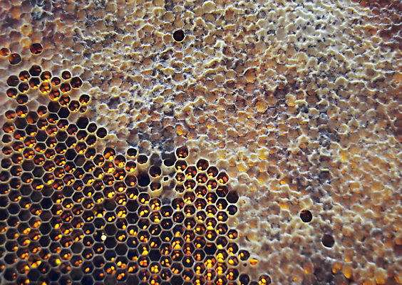 포토 JPG 해외이미지 음식 곤충 세포 건강 사탕 사람없음 약 노란색 흐름 머리빗 액체 황금 달콤 맛 떨어짐 꿀벌 벌 날것 꽃가루 부드러움 육각형 꿀 고무 벌집 내추럴 밀랍 양봉 양봉장 어려움 왁스 폴리곤 정확 해외포토 도형 동물 컬러 컨셉 의학 디저트 미용용품 감각 벌_곤충 가루 파일형식 이미지허브