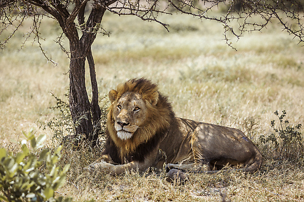 포토 JPG 해외이미지 동물 남자 야생동물 포유류 아프리카 자연 휴식 국립공원 사람없음 가로 눕기 고양이 잠 황무지 보호 사자 사파리 묘사 육식동물 갈기 남아프리카 보츠와나 보호구역 웅장함 해외포토 멸종위기종 공원 나라 컨셉 모션 사람 반려동물 생태계 구역 파일형식 이미지허브