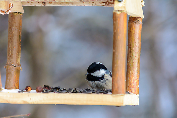 포토 JPG 해외이미지 동물 계절 공원 야생동물 음식 백그라운드 겨울 날개 자연 조류 날씨 씨앗 사람없음 야외 환경 정원 냉동 추위 숲 작음 먹이 낟알 깃털 생물학 꼬리 서리 부리 내추럴 동물상 수수 수유 눈내림 해외포토 식물 공공시설 교육 눈_날씨 조형물 크기 생태계 파일형식 이미지허브