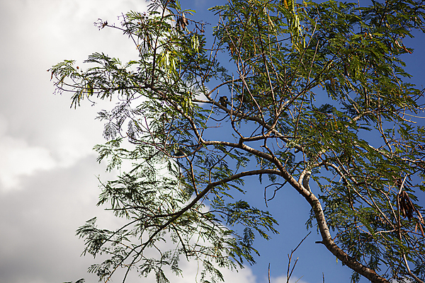 포토 JPG 해외이미지 나무 식물 구름 공원 유럽 여행 백그라운드 잎 자연 휴가 산 파노라마 이끼 풍경 경사 사람없음 야외 목재 초록색 여름 환경 산책 신선 숲 열대우림 언덕 지구온난화 멀리 내추럴 양치류 전국 해외포토 자연요소 계절 공공시설 나라 컬러 재료 휴식 촬영기법 생태계 기후변화 파일형식 이미지허브