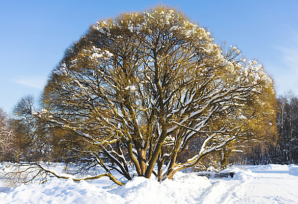 포토 JPG 해외이미지 나무 계절 공원 백그라운드 크리스마스 겨울 자연 하늘 날씨 풍경 사람없음 야외 목재 가로 파란색 빛 햇빛 태양 일출 맑음 얼음 일몰 추위 흰색 신선 숲 서리 장면 자작나무 내추럴 눈내림 해외포토 자연요소 식물 공공시설 기념일 컬러 재료 눈_날씨 노을 생태계 파일형식 이미지허브