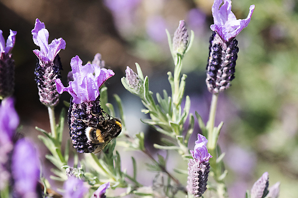 포토 JPG 해외이미지 식물 동물 꽃잎 꽃 야생동물 곤충 백그라운드 꽃무늬 밭 자연 사람없음 초록색 여름 파란색 컬러풀 머리 정원 맑음 보라색 봄 줄무늬 프랑스 벚꽃 개화 닫기 먹이 벌 수집 허브 제비꽃 향기 아로마 먼지 꽃가루 꿀 라벤더 찌르기 내추럴 프랑스어 수유 호박벌 해외포토 문자 계절 유럽 컬러 무늬 농업 모션 날씨 신체부위 벌_곤충 가루 생태계 냄새 파일형식 이미지허브