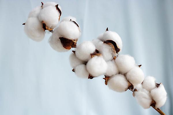 포토 JPG 해외이미지 사람없음 면 유기농 파란배경 부드러움 목화꽃 목화솜 해외포토 웰빙 꽃 백그라운드 파란색 감각 솜 파일형식 이미지허브