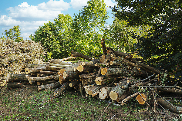포토 JPG 해외이미지 나무 산업 백그라운드 겨울 패턴 자연 불 추상 사람없음 야외 목재 갈색 쌓기 환경 에너지 시골 소나무 뜨거움 원형 거친 주식 숲 장작 자르기 묘사 질감 날것 통나무 나무껍질 연료 수납 자원 잡동사니 흙더미 내추럴 벌목 수목 옛날 해외포토 자연요소 도형 식물 계절 컬러 무늬 재료 모션 금융 흙 껍질 생태계 파일형식 더미 이미지허브