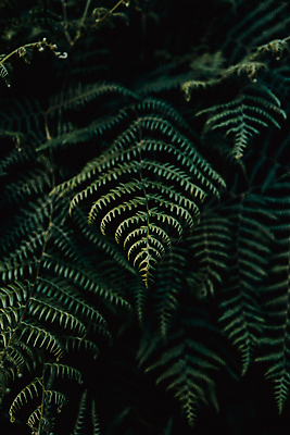 포토 JPG 해외이미지 백그라운드 잎 자연 사람없음 초록색 양치식물 해외포토 식물 컬러 생태계 파일형식 이미지허브