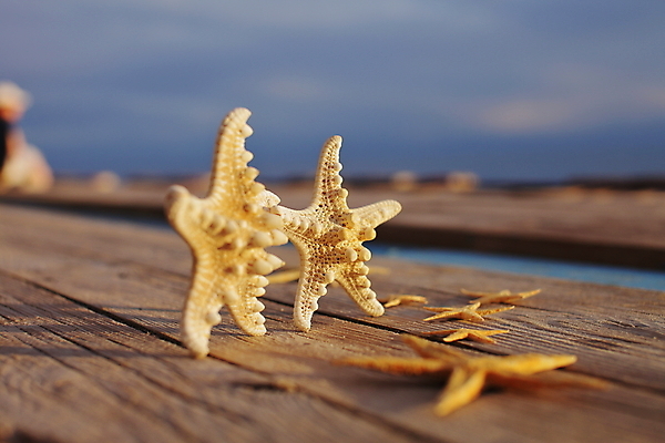 포토 JPG 해외이미지 주간 불가사리 사람없음 야외 갑판 해외포토 자연요소 배_교통 극피동물 파일형식 이미지허브