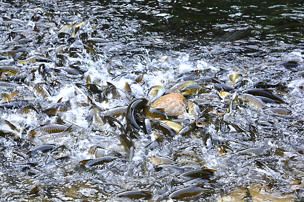 포토 JPG 해외이미지 동물 공원 아시아 호수 바다 태국 자연 어류 사람없음 물 강 평화 환경 검은색 가축 폭포 연못 신선 그룹 황금 습지 군중 내추럴 생태학 전국 해외포토 자연요소 공공시설 교육 나라 컬러 컨셉 사람 수중동물 생태계 파일형식 이미지허브