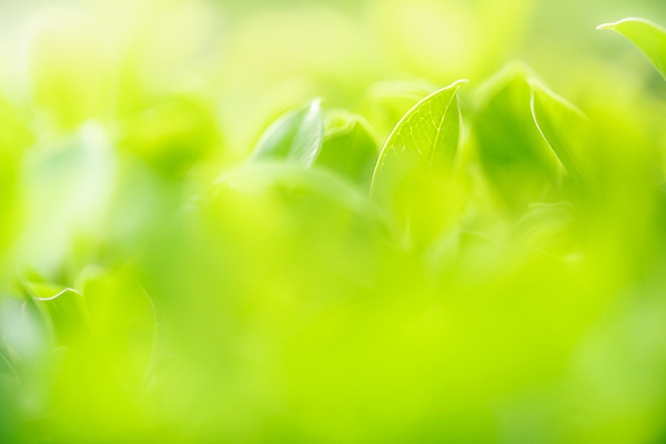 포토 JPG 해외이미지 나무 식물 계절 백그라운드 컨셉 잎 패턴 자연 벽지 추상 잔디 사람없음 초록색 빛 컬러풀 햇빛 태양 우주 환경 정원 맑음 봄 성장 신선 숲 질감 보케 부드러움 내추럴 블러 생태학 지구의날 카피스페이스 그리너리 효과 해외포토 자연요소 교육 기념일 컬러 무늬 날씨 공백 감각 생태계 파일형식 트랜드컬러 이미지허브