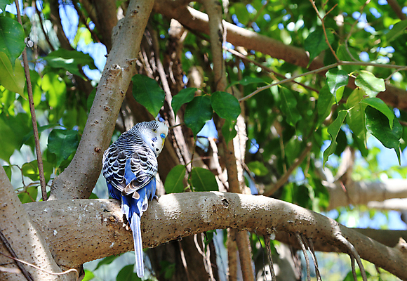 포토 JPG 해외이미지 주간 나무 동물 1 남자 야생동물 날개 자연 조류 생물 사람없음 야외 파란색 반려동물 햇빛 맑음 나뭇가지 깃털 싱글 꼬리 부리 앵무새 새장 잉꼬 해외포토 자연요소 식물 컬러 날씨 사람 태양 생태계 케이지 파일형식 이미지허브