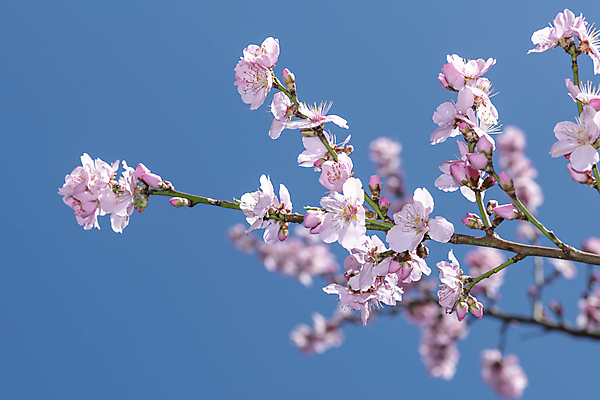 포토 JPG 해외이미지 주간 나무 사람없음 야외 아웃포커스 봄 벚꽃 나뭇가지 해외포토 자연요소 식물 계절 꽃 촬영기법 파일형식 이미지허브