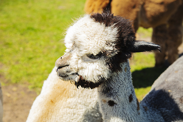 포토 JPG 해외이미지 동물 옷 공원 얼굴 음료 야생동물 포유류 자연 털 건강 동물원 사람없음 야외 반려동물 농장 갈색 머리 검은색 사막 남아메리카 군중 먹기 탐사 혹 양모 단봉낙타 라마 알파카 찰과상 페루 해외포토 공공시설 컬러 농업 모션 아메리카 사람 신체부위 직물 상처 생태계 파일형식 이미지허브