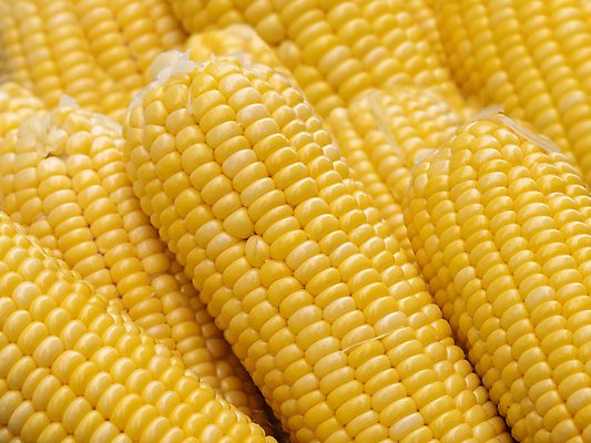 포토 JPG 해외이미지 식물 음식 백그라운드 잎 농업 다이어트 채소 재료 자연 추상 건강 옥수수 사람없음 농작물 농장 노란색 쌓기 식사 수확 신선 그룹 달콤 낟알 시리얼 묘사 유기농 질감 알맹이 날것 흙더미 내추럴 바이오 숙성 줄서기 채식주의자 해외포토 웰빙 산업 컬러 무늬 모션 곡류 흙 맛 생태계 채식 파일형식 더미 이미지허브