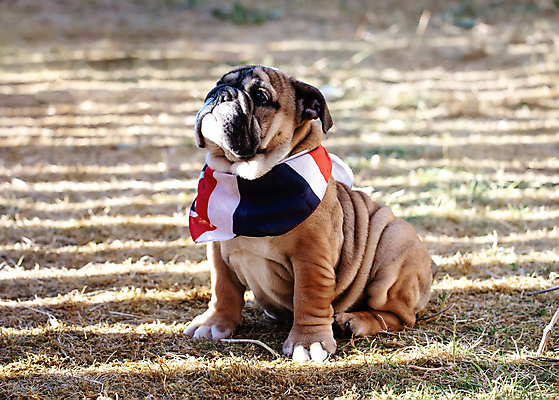 포토 JPG 해외이미지 동물 행복 포유류 자연 잉글랜드 사랑 사람없음 야외 반려동물 갈색 주름 개 강아지 작음 불독 송곳니 기르기 유래 해외포토 감정 컬러 영국 치아 크기 생태계 돌봄 파일형식 이미지허브