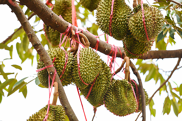 포토 JPG 해외이미지 나무 식물 계절 아시아 음식 백그라운드 농업 다이어트 오렌지 과일 재료 태국 자연 디저트 건강 동양인 사람없음 초록색 여름 농장 노란색 정원 수확 신선 가시 시장 달콤 맛 왕 유기농 날것 냄새 말레이시아 내추럴 숙성 이국적 해외포토 웰빙 나라 산업 컬러 컨셉 인종 생태계 파일형식 이미지허브
