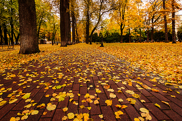 포토 JPG 해외이미지 주간 공원 단풍 낙엽 단풍나무 풍경 사람없음 야외 주황색 가을 해외포토 자연요소 나무 계절 공공시설 컬러 잎 파일형식 이미지허브
