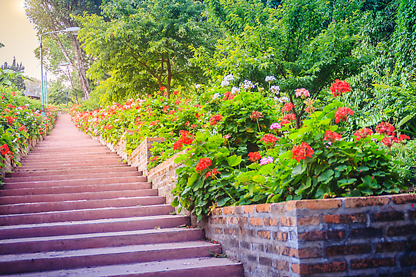 포토 JPG 해외이미지 식물 외관 꽃 문화 선 분홍색 태국 자연 벽돌 사람없음 야외 장식 빨간색 초록색 컬러풀 농장 계단 정원 활발 궁전 수확 성장 벚꽃 바위 시골 개화 지중해 원예 단계 그리스인 영원 제라늄 줄서기 해외포토 서양인 아시아 바다 컬러 컨셉 고건축 농업 모션 취미 돌_바위 생태계 파일형식 이미지허브