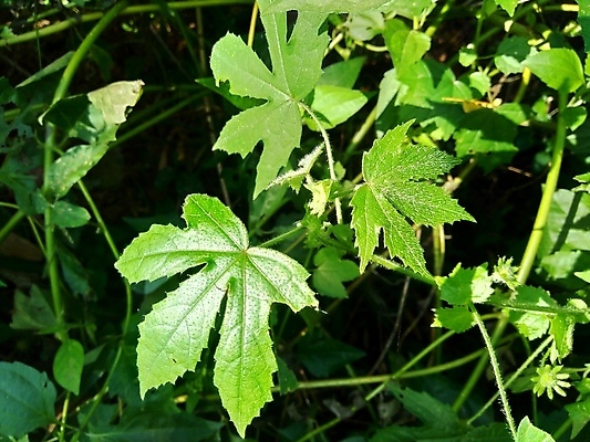 포토 JPG 해외이미지 식물 꽃잎 꽃 잎 자연 동양인 사람없음 초록색 태양 약 노란색 정원 일몰 봄 벚꽃 황금 6월 스위스 내추럴 식용 아욱 히비스커스 해외포토 자연요소 계절 유럽 컬러 의학 인종 노을 날짜 생태계 파일형식 이미지허브