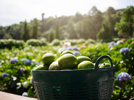 포토 JPG 해외이미지 식물 꽃잎 꽃 아시아 음식 여행 백그라운드 잎 꽃무늬 밭 다이어트 채소 과일 재료 자연 산 건강 풍경 사람없음 야외 초록색 여름 바구니 정원 보라색 봄 시골 신선 달콤 맛 유기농 원예 날것 수국 아보카도 내추럴 숙성 이국적 채식주의자 해외포토 웰빙 계절 나라 컬러 컨셉 무늬 농업 취미 생태계 채식 파일형식 이미지허브