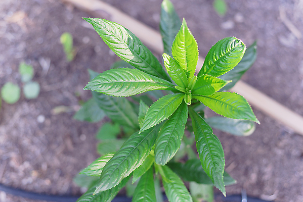 포토 JPG 해외이미지 식물 백그라운드 잎 자연 건강 외벽 사람없음 야외 초록색 약 정원 미국 흙 성장 나뭇가지 신선 양념 닫기 허브 관목 유기농 아로마 국산 내추럴 텍사스 해외포토 나무 웰빙 벽 컬러 북아메리카 의학 모션 생태계 파일형식 이미지허브